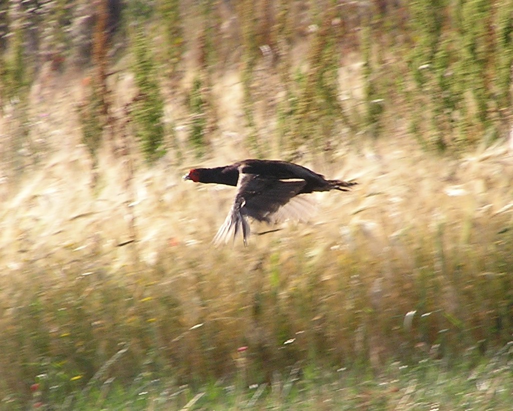 Fagiano tenebroso Phasianus colchicus var. tenebrosus